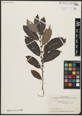 Foto von Salix aegyptiaca L.